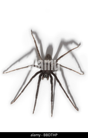 A House spider (Tegenaria gigantea), photographed in the studio. Tégénaire (Tegenaria gigantea), photographiée en studio.
