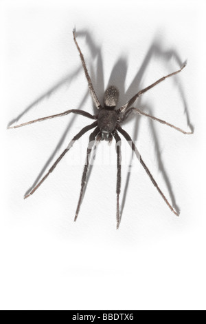 A House spider (Tegenaria gigantea), photographed in the studio. Tégénaire (Tegenaria gigantea), photographiée en studio.