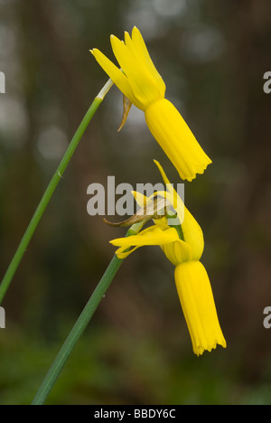 Cyclamen-flowered daffodil (Narcissus cyclamineus) Stock Photo