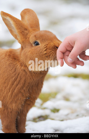 New Zealand Rabbit Sniffing Child's Hand, Baden-Wurttemberg, Germany Stock Photo