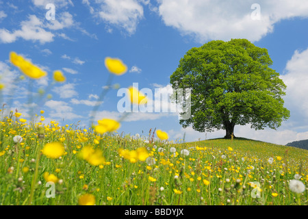 Lime Tree in Field in Spring, Canton of Zurich, Switzerland Stock Photo
