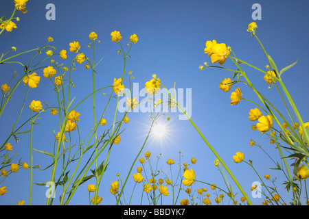 Close-Up of Buttercups in Meadow, Canton of Zurich, Switzerland Stock Photo