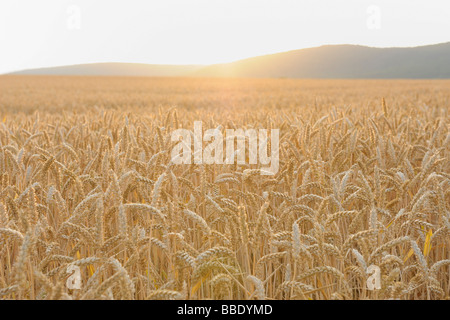 Field in Summer, Bavaria, Germany Stock Photo