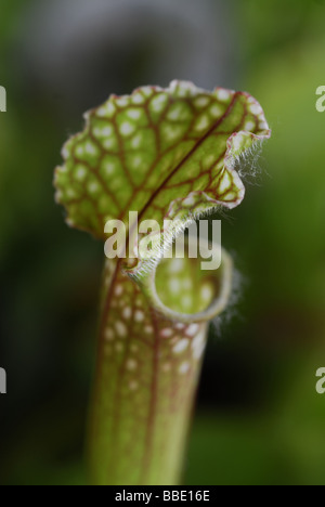 Sweet pitcher plant Sarracenia rubra, Sarraceniaceae Stock Photo