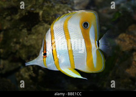 Copperband Butterflyfish (a.k.a.  Beak Coralfish) Chelmon rostratus