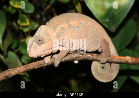 Panther Chameleon Furcifer pardalis On Tree Branch Stock Photo