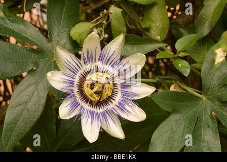 Passion Flower Passiflora coerulea, Passifloraceae Stock Photo