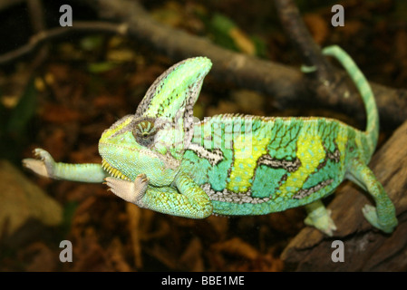 Male Veiled (a.k.a. Yemen or Desert) Chameleon Chamaeleo calyptratus Taken At Chester Zoo, England, UK Stock Photo