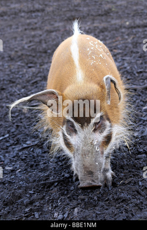 Portrait Of Red River Hog Potamochoerus porcus Taken At Chester Zoo, England, UK Stock Photo