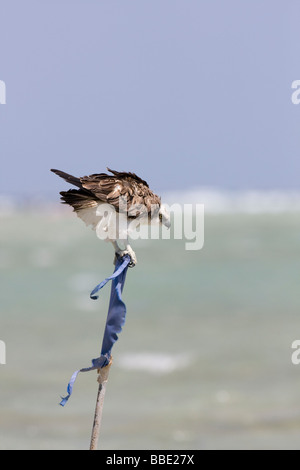 Migrating Osprey Pandion haliaetus sitting on flag looking for fish, Sharm El Sheik, Nabq, Egypt. Stock Photo