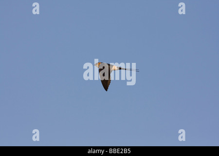 Red rumped Swallow Hirundo daurica in flight against blue sky background, Sharm El Sheik, Nabq, Egypt. Stock Photo
