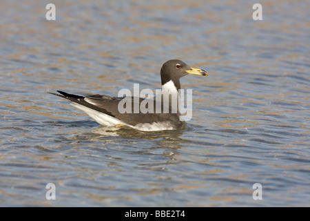 Adult Sooty Gull Larus hemprichii swimming  in Red Sea, Sharm El Sheik, Nabq, Egypt. Stock Photo