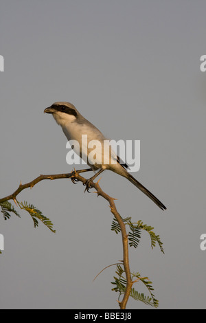 Southern Grey Shrike Lanius meridionalis sitting alert across thorny branch with clear background, India. Stock Photo