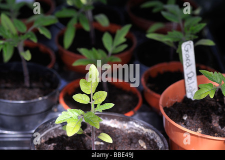 cherry tomato seedlings growing horizontally