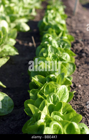 Lettuce leaves growing in an allotment, Oxford, England Stock Photo