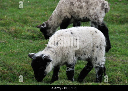 Lambs Stock Photo