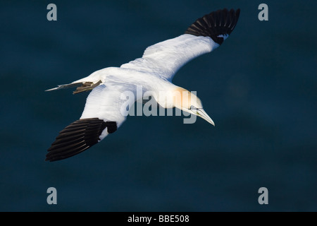 Adult Northern Gannet (Morus bassanus) in flight with the ocean in the background Stock Photo