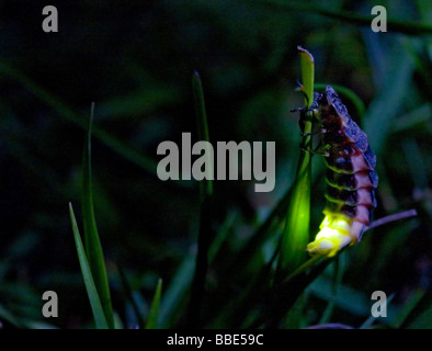 Glow worm (Lampyris noctiluca) Stock Photo