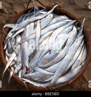 Fish in basket on fish market Vietnam Stock Photo