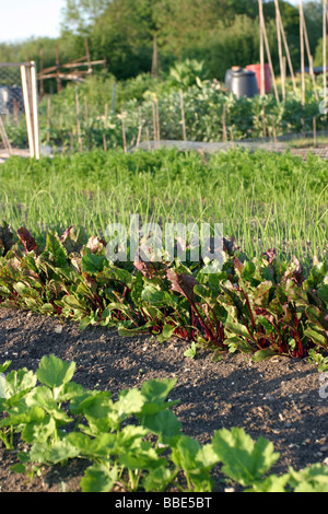 Allotment Plot, Oxford, England Stock Photo