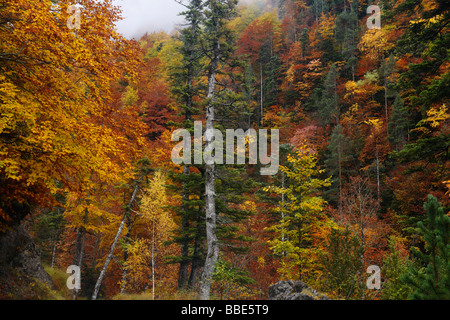 Autumn colors, Ordesa Valley, Spanish Pyrenees Stock Photo