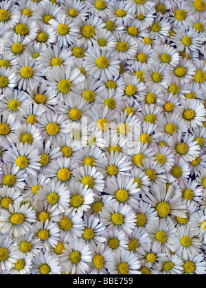 daisies Stock Photo