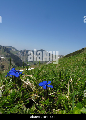 Spring gentian Flowers in the Alps (Rotwand) Stock Photo