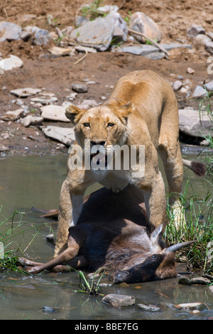 Lion (Panthera leo), lioness with prey, Blue Wildebeest (Connochaetes taurinus), on Talek river, Masai Mara National Reserve, K Stock Photo