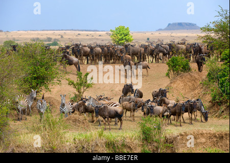 Blue Wildebeests (Connochaetes taurinus) and Grant's Zebras (Equus quagga boehmi), grouping before crossing Mara River, Masai M Stock Photo