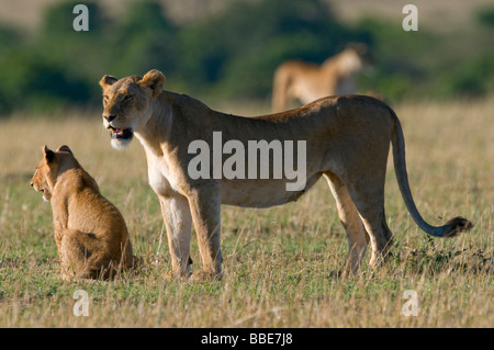 Lion (Panthera leo), lioness with cub, Masai Mara National Reserve, Kenya, East Africa Stock Photo