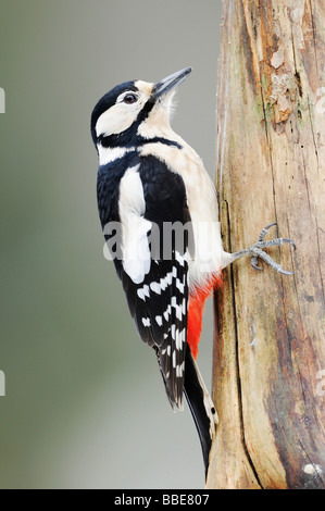 Great Spotted Woodpecker (Dendrocopos major) on forage Stock Photo