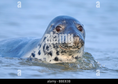 Gray seal (Halichoerus grypus), portrait Stock Photo