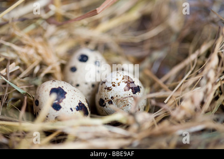 Three quail eggs in a nest of straw Stock Photo