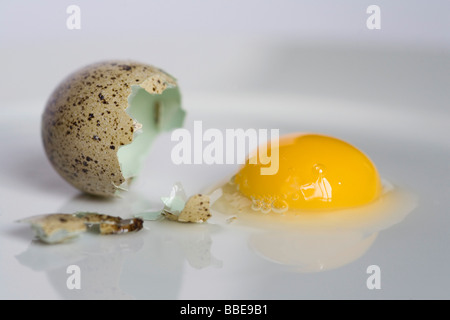 Quail egg cracked open, broken egg shell, yolk, egg white, reflected on a white plate Stock Photo