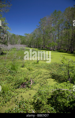 Breaux Bridge Louisiana The Cypress Island Preserve managed by the Nature Conservancy Stock Photo