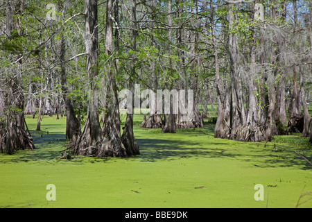 Breaux Bridge Louisiana The Cypress Island Preserve managed by the Nature Conservancy Stock Photo