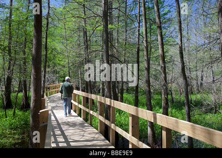 Breaux Bridge Louisiana A visitor on a boardwalk at the Cypress Island Preserve managed by the Nature Conservancy Stock Photo