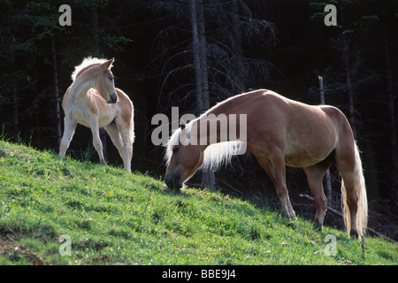 Haflinger mare with foal at alpine pasture, Kelchsau, North Tyrol, Austria, Europe Stock Photo