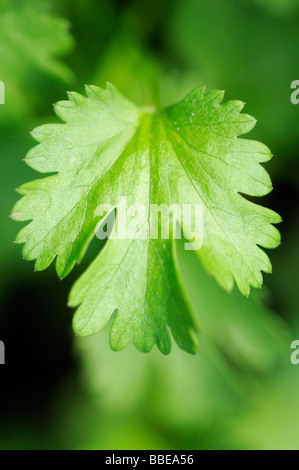 Coriander (Coriandrum sativum) Stock Photo