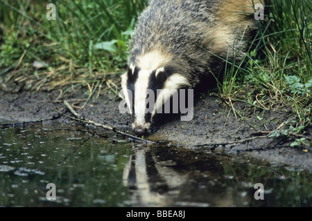 European Badger (Meles meles) drinking, Germany, Europe Stock Photo