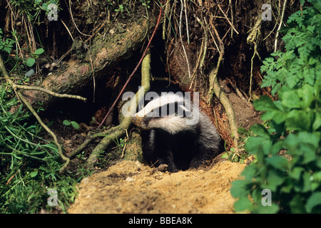 Young Badger (Meles meles) at its den, Germany, Europe Stock Photo