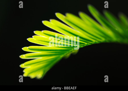 Leaves of the Dawn Redwood (Metasequoia glyptostroboides) Stock Photo