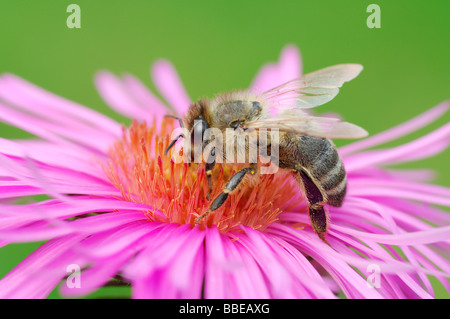 Honey Bee on Flower Stock Photo