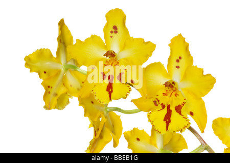 Odontocidium orchid hi-res stock photography and images - Alamy