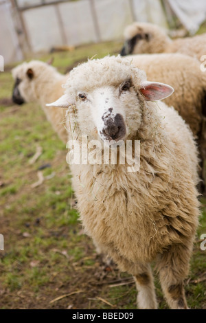 Portrait of a Muddy Sheep on a Farm in Hillsboro, Oregon, USA Stock Photo