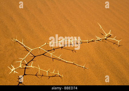 Thorn Bush on Sand,Namib-Naukluft National Park, Namibia Stock Photo