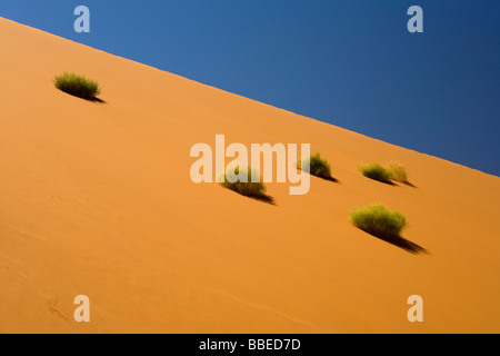 Plants on Sand Dune, Namib-Naukluft National Park, Namibia Stock Photo