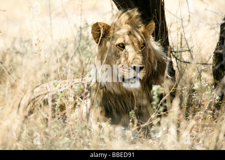 Lion in Grass, Etosha National Park, Kunene Region, Namibia Stock Photo