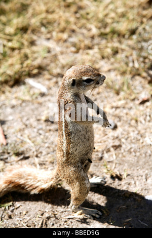 Ground Squirrel, Etosha National Park, Kunene Region, Namibia Stock Photo