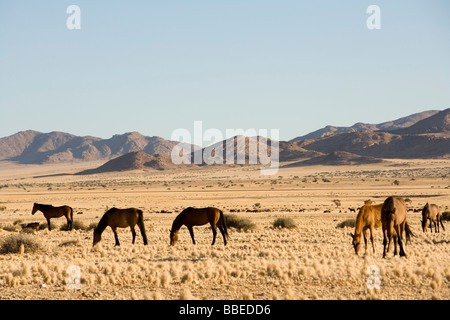 Horses, Aus, Karas Region, Namibia Stock Photo